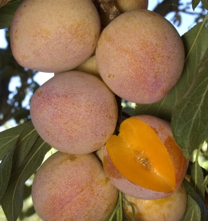 Superior Plum | DWN Variety Finder 【全品送料無料】 supreme plum パーカー